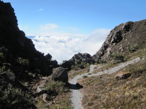 Lactarius indigo, es una especie de hongo comestible de la familia Russulaceae. presenta colores que van desde el azul oscuro en especímenes frescos al gris azulado pálido en los más viejos. La "leche", o látex, que emana cuando el tejido de la seta es cortado o roto —una característica común a todos los miembros del género Lactarius— también es de color azul añil, pero lentamente se torna en verde al entrar en contacto con el aire. El sombrero suele medir entre 5 y 15 centímetros de diámetro, y el pie alcanza entre 2 y 8 centímetros de longitud y entre 1 y 2,5 cm de grosor. Es una especie de amplia distribución, y puede encontrarse en el este de Norteamérica,el este de Asia y en Centroamérica. lactarius indigo crece tanto en bosques caducifolios como de coníferas, donde forma micorrizas con robles y pinos y en areas como el volcan baru
